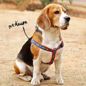 Collars & Leashes - Taking My Humans Harness
